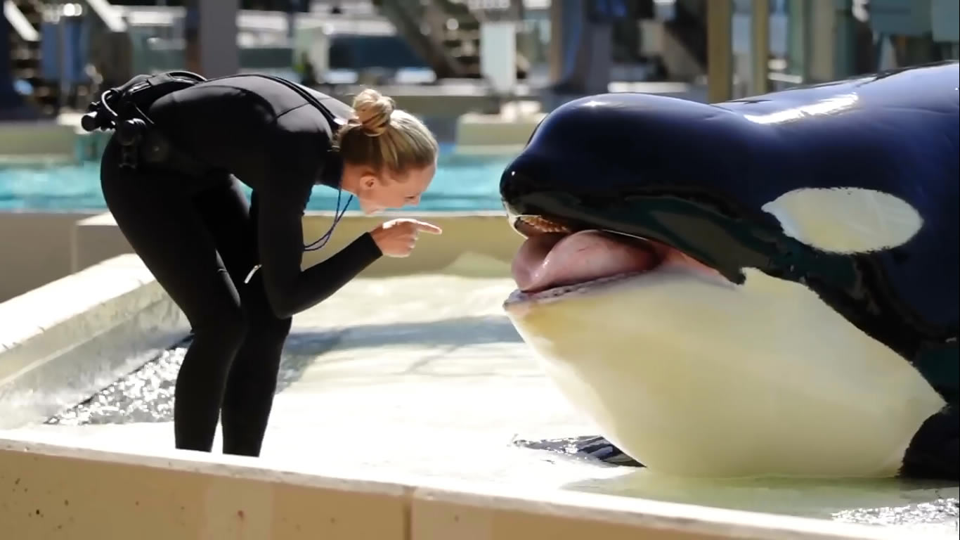 A likely Friendship Between Corky the Orca and Trainer Lindy - SeaWorld©
