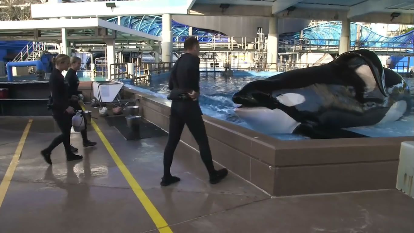 Caring for Tilikum The Killer Whale - SeaWorld©